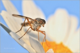 <p>ČÍHALKA OBECNÁ (Rhagio scolopaceus) ---- Gemeine Schnepfenfliege/</p>